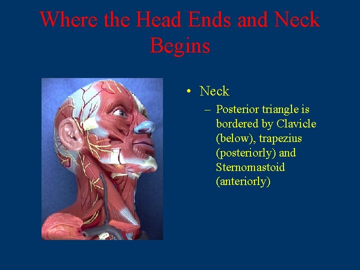 Where the Head Ends and Neck Begins • Neck – Posterior triangle is bordered