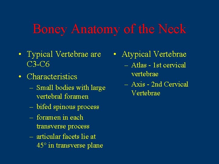 Boney Anatomy of the Neck • Typical Vertebrae are C 3 -C 6 •