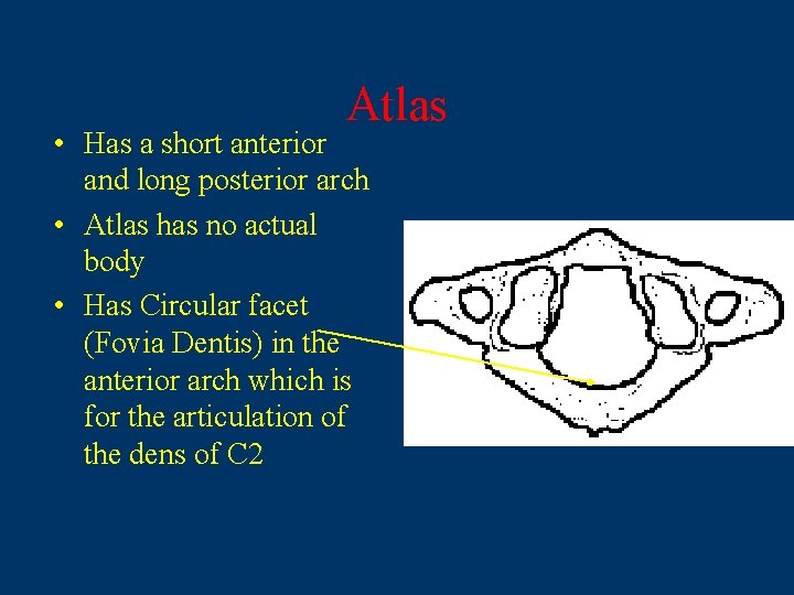 Atlas • Has a short anterior and long posterior arch • Atlas has no