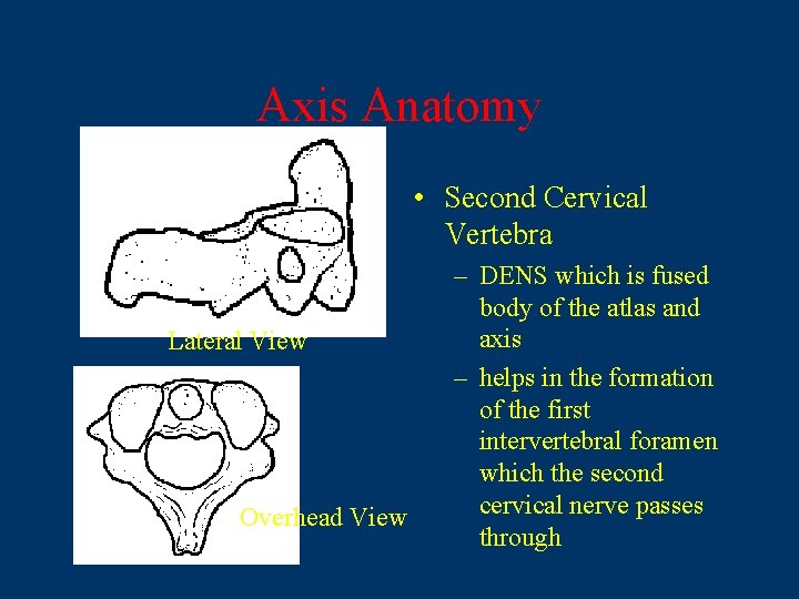 Axis Anatomy • Second Cervical Vertebra Lateral View Overhead View – DENS which is