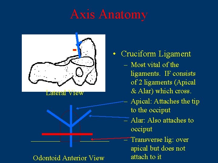 Axis Anatomy • Cruciform Ligament Lateral View Odontoid Anterior View – Most vital of