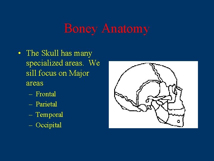 Boney Anatomy • The Skull has many specialized areas. We sill focus on Major