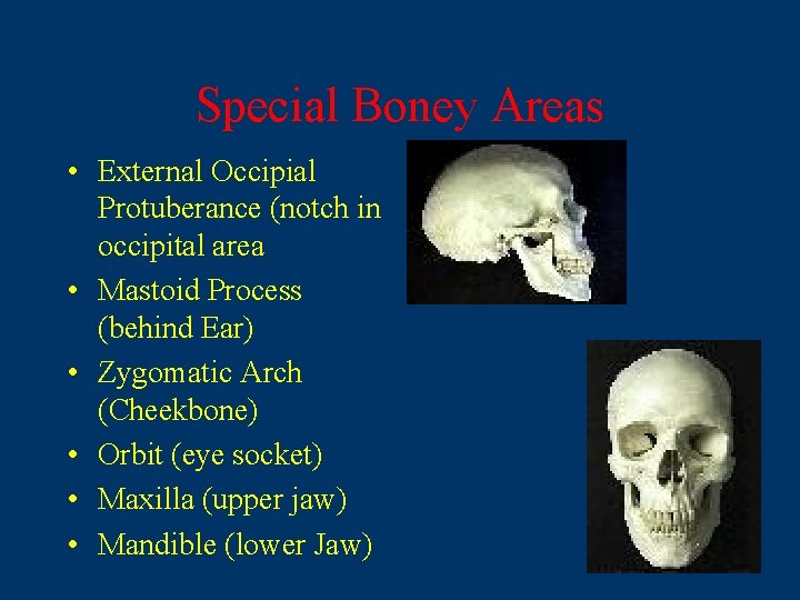 Special Boney Areas • External Occipial Protuberance (notch in occipital area • Mastoid Process