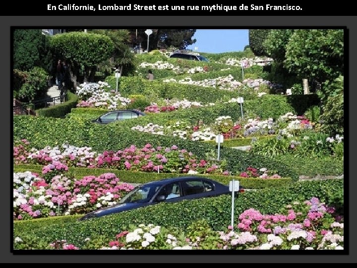 En Californie, Lombard Street est une rue mythique de San Francisco. 