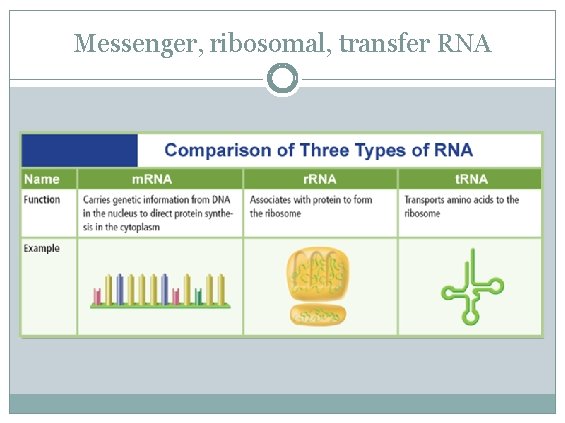 Messenger, ribosomal, transfer RNA Messenger, ribosomal, transfer RNA