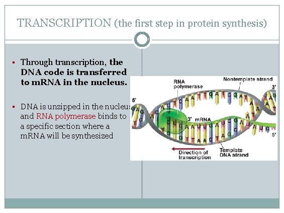 TRANSCRIPTION (the first step in protein synthesis) § Through transcription, the DNA code is TRANSCRIPTION (the first step in protein synthesis) § Through transcription, the DNA code is