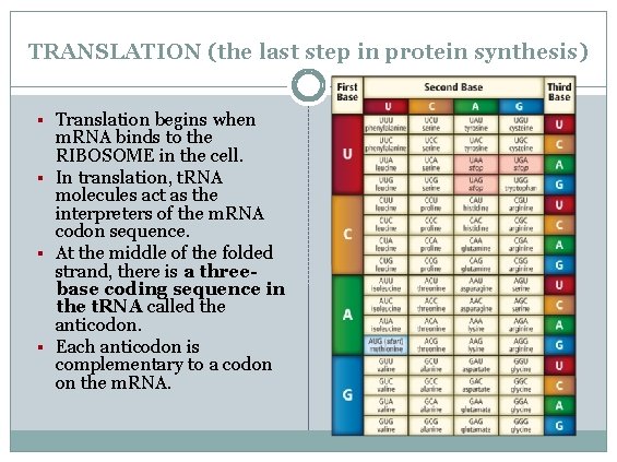 TRANSLATION (the last step in protein synthesis) § Translation begins when m. RNA binds TRANSLATION (the last step in protein synthesis) § Translation begins when m. RNA binds