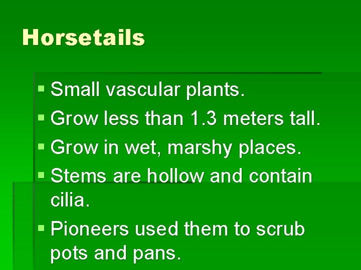 Horsetails § Small vascular plants. § Grow less than 1. 3 meters tall. §