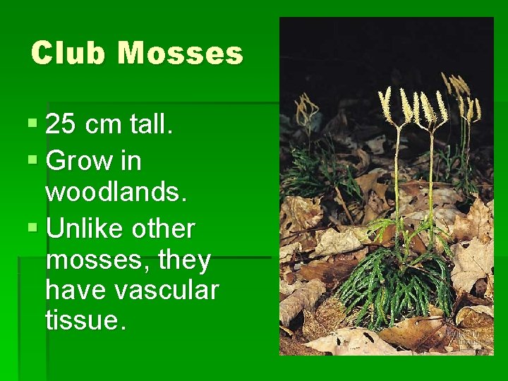 Club Mosses § 25 cm tall. § Grow in woodlands. § Unlike other mosses,