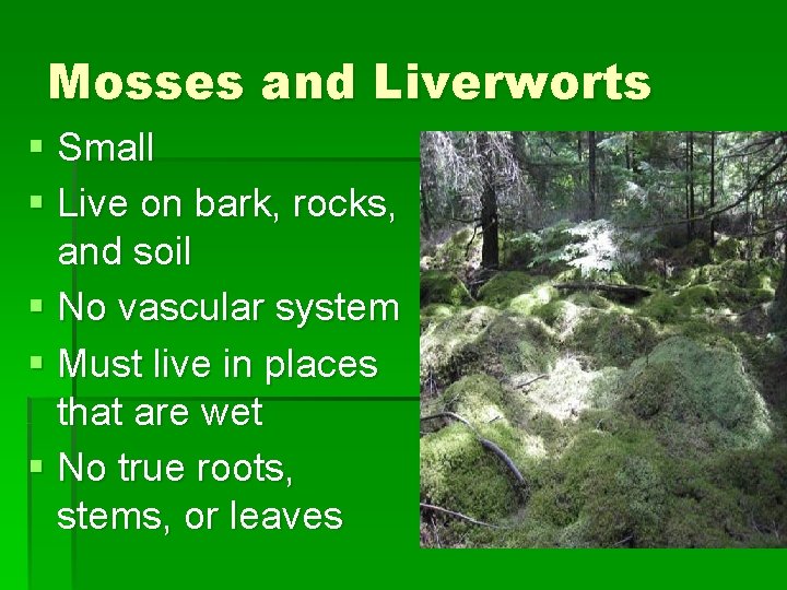 Mosses and Liverworts § Small § Live on bark, rocks, and soil § No