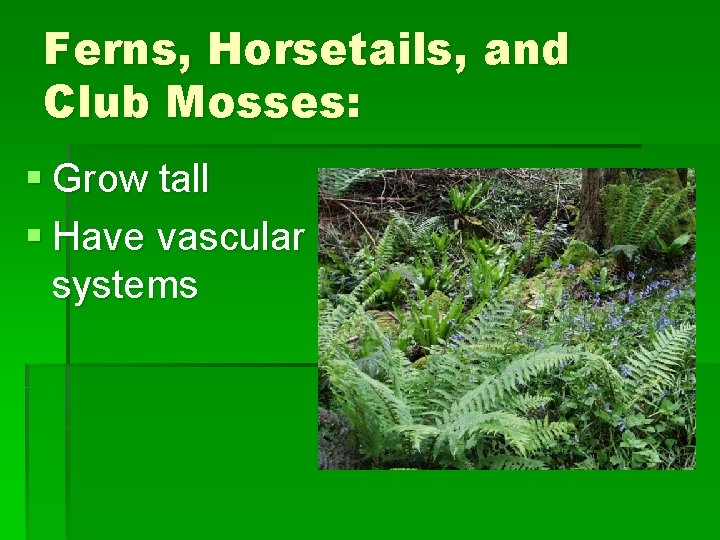Ferns, Horsetails, and Club Mosses: § Grow tall § Have vascular systems 