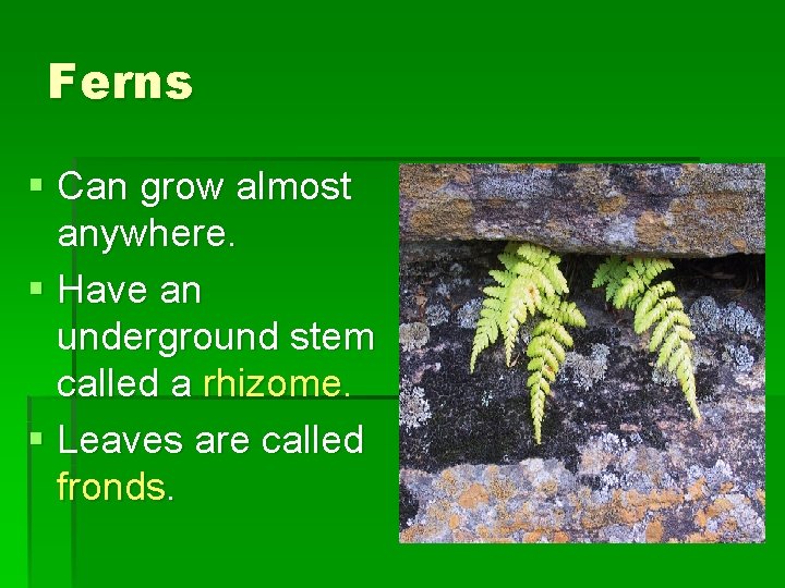 Ferns § Can grow almost anywhere. § Have an underground stem called a rhizome.