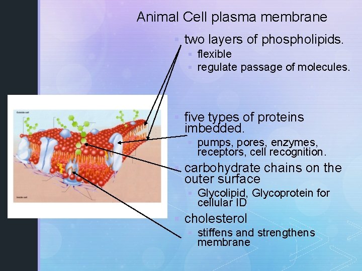 Animal Cell plasma membrane § two layers of phospholipids. § flexible § regulate passage