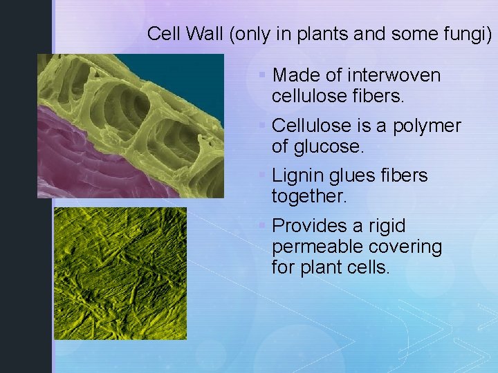 Cell Wall (only in plants and some fungi) § Made of interwoven cellulose fibers.