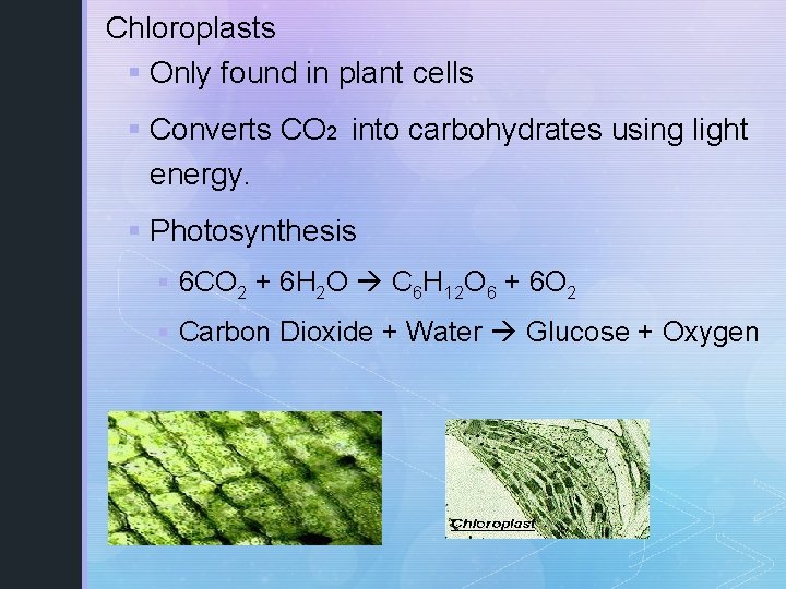 Chloroplasts § Only found in plant cells § Converts CO 2 into carbohydrates using