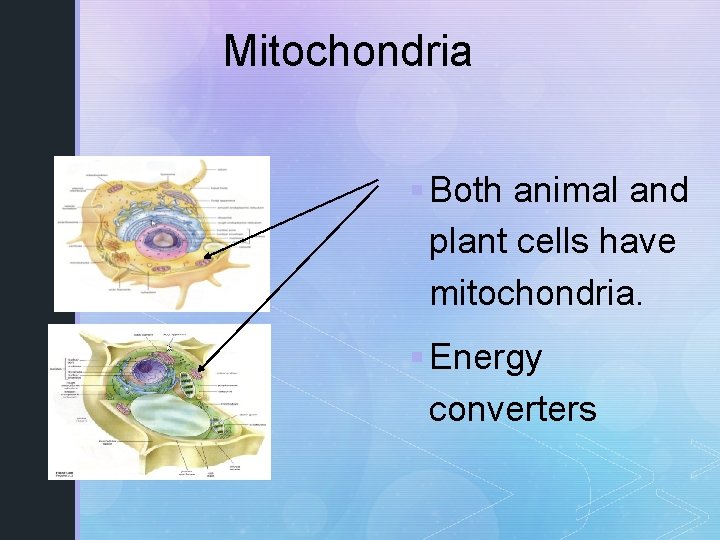 Mitochondria § Both animal and plant cells have mitochondria. § Energy converters 