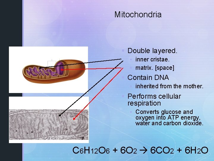 Mitochondria § Double layered. § inner cristae. § matrix. [space] § Contain DNA §
