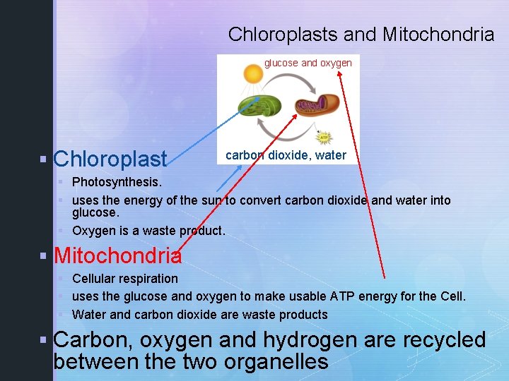 Chloroplasts and Mitochondria glucose and oxygen § Chloroplast carbon dioxide, water § Photosynthesis. §