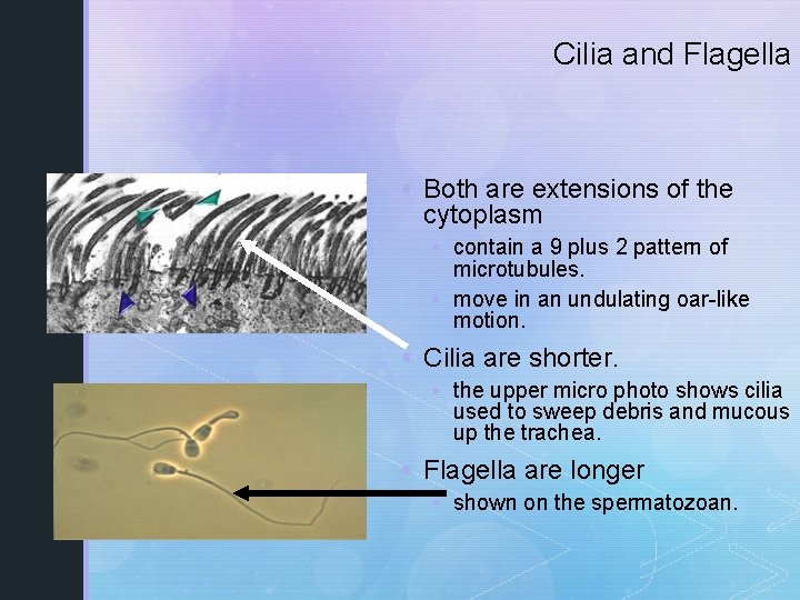 Cilia and Flagella § Both are extensions of the cytoplasm § contain a 9