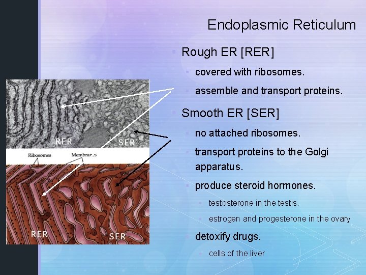Endoplasmic Reticulum § Rough ER [RER] § covered with ribosomes. § assemble and transport