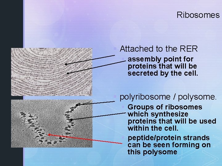 Ribosomes § Attached to the RER § assembly point for proteins that will be