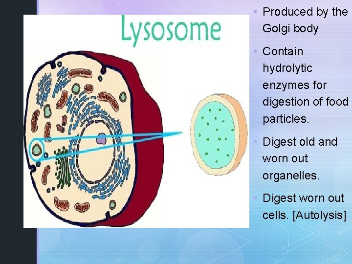 § Produced by the Golgi body § Contain hydrolytic enzymes for digestion of food