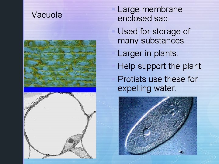 Vacuole § Large membrane enclosed sac. § Used for storage of many substances. §