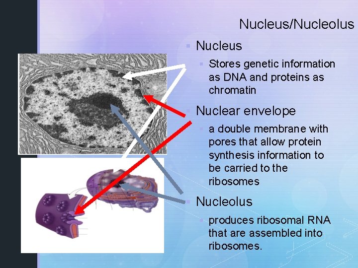 Nucleus/Nucleolus § Nucleus § Stores genetic information as DNA and proteins as chromatin §