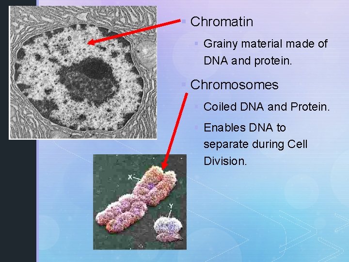 § Chromatin § Grainy material made of DNA and protein. § Chromosomes § Coiled