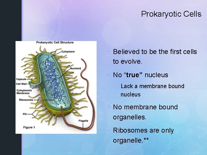 Prokaryotic Cells § Believed to be the first cells to evolve. § No “true”