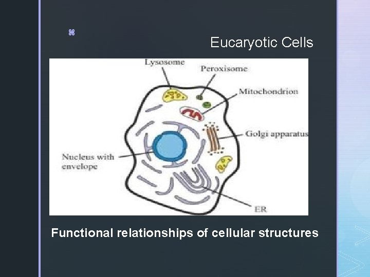 z Eucaryotic Cells Functional relationships of cellular structures 
