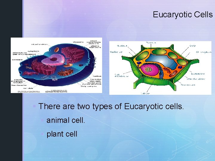 Eucaryotic Cells § There are two types of Eucaryotic cells. § animal cell. §