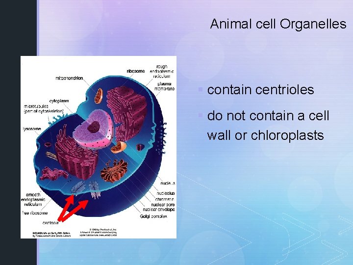 Animal cell Organelles § contain centrioles § do not contain a cell wall or