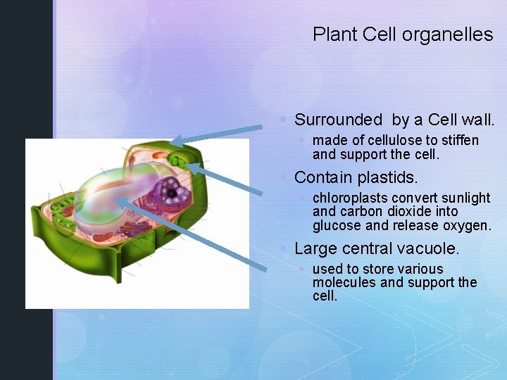Plant Cell organelles § Surrounded by a Cell wall. § made of cellulose to