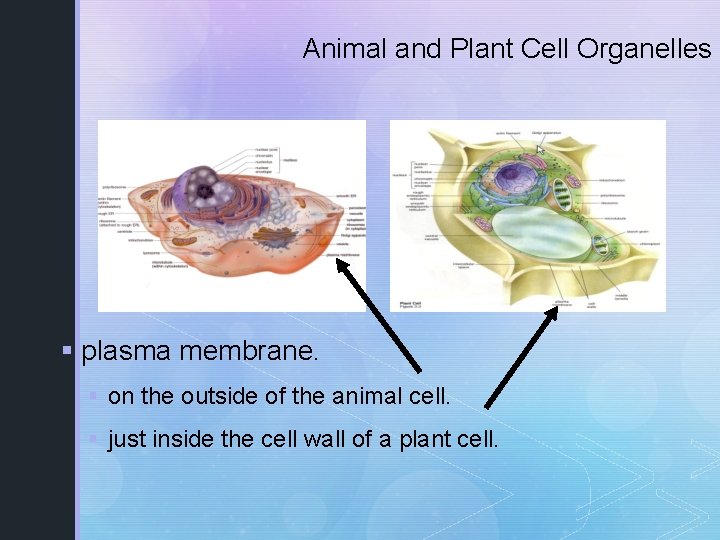 Animal and Plant Cell Organelles § plasma membrane. § on the outside of the