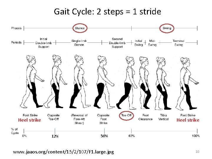 Gait Cycle: 2 steps = 1 stride Heel strike 12% 50% www. jaaos. org/content/15/2/107/F