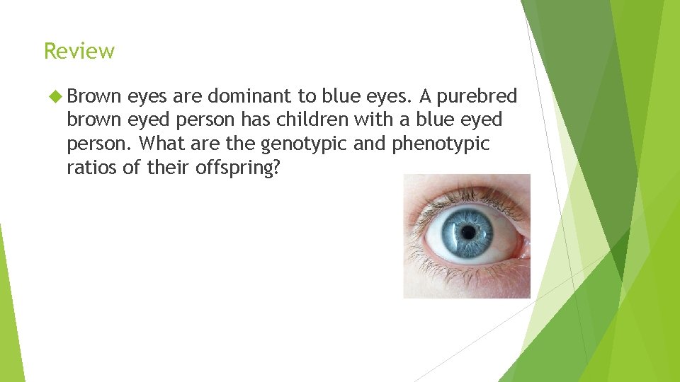 Review Brown eyes are dominant to blue eyes. A purebred brown eyed person has