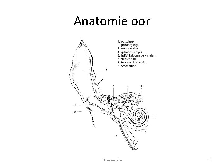 Anatomie oor Groenewelle 2 