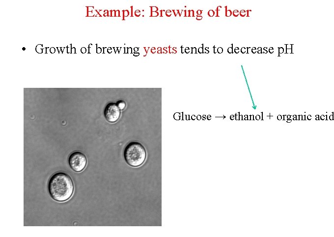 Example: Brewing of beer • Growth of brewing yeasts tends to decrease p. H