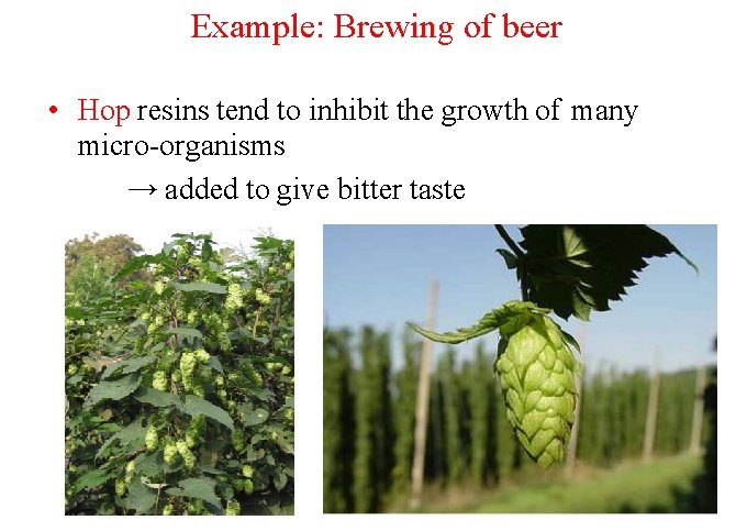 Example: Brewing of beer • Hop resins tend to inhibit the growth of many