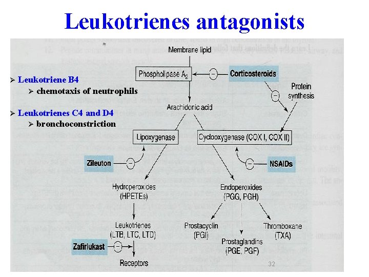 Leukotrienes antagonists Ø Leukotriene B 4 Ø chemotaxis of neutrophils Ø Leukotrienes C 4