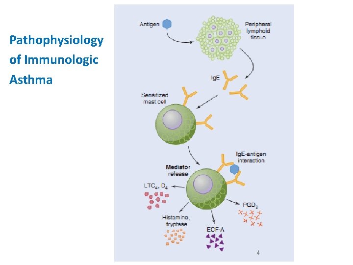 Pathophysiology of Immunologic Asthma 4 