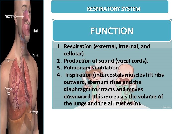 RESPIRATORY SYSTEM FUNCTION 1. Respiration (external, internal, and cellular). 2. Production of sound (vocal