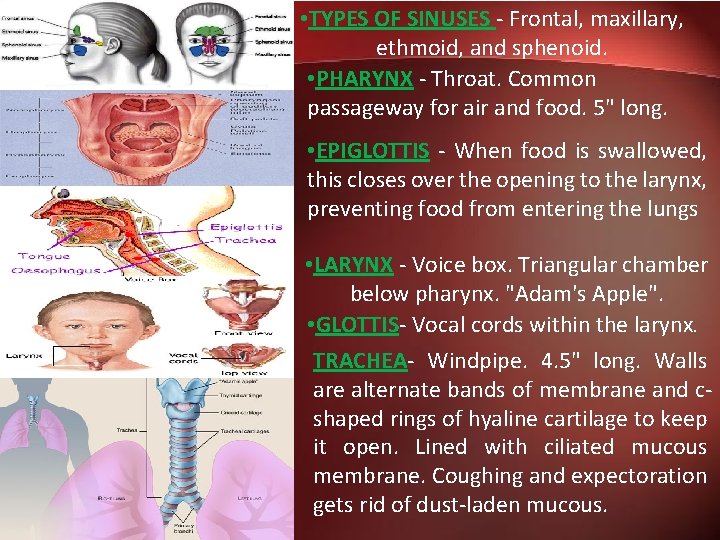  • TYPES OF SINUSES - Frontal, maxillary, ethmoid, and sphenoid. • PHARYNX -