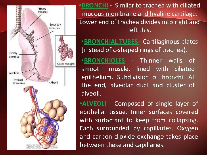  • BRONCHI - Similar to trachea with ciliated mucous membrane and hyaline cartilage.