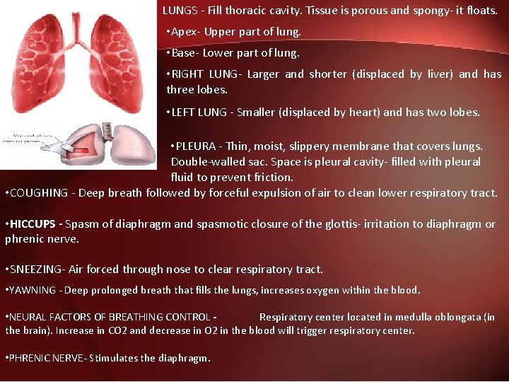 LUNGS - Fill thoracic cavity. Tissue is porous and spongy- it floats. • Apex-