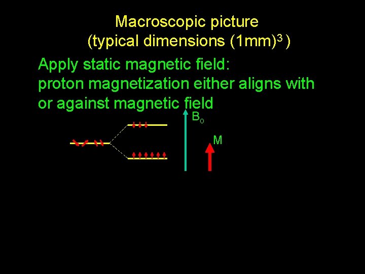 Macroscopic picture (typical dimensions (1 mm)3 ) Apply static magnetic field: proton magnetization either
