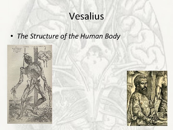 Vesalius • The Structure of the Human Body 