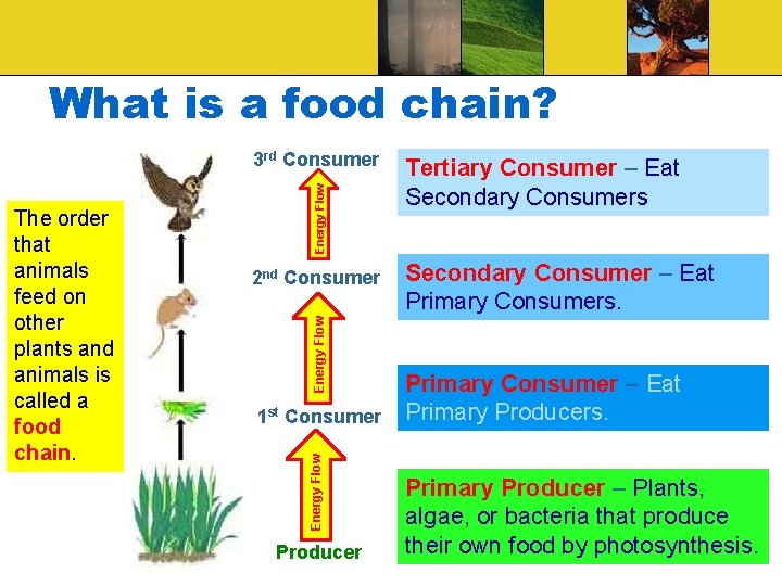 What is a food chain? Tertiary Consumer – Eat Secondary Consumers Secondary Consumer –
