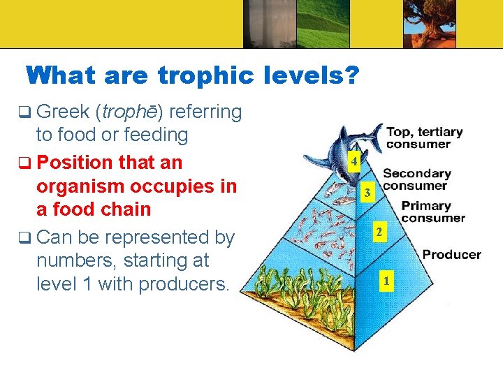 What are trophic levels? q Greek (trophē) referring to food or feeding q Position